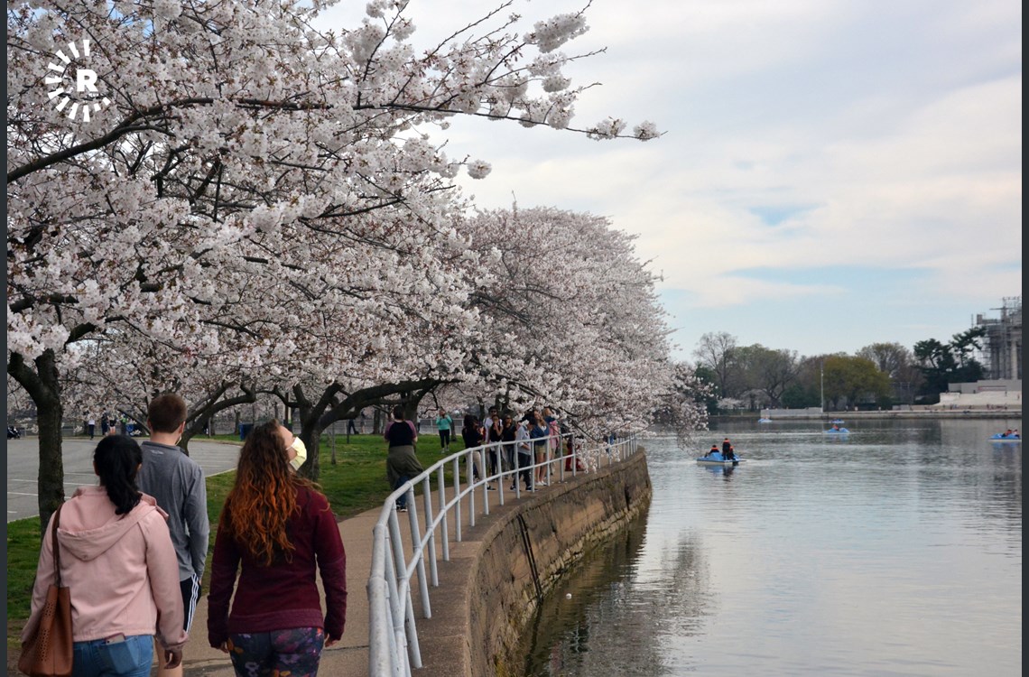 Visitor smelling the scent of fresh cherry blossom through a mask 